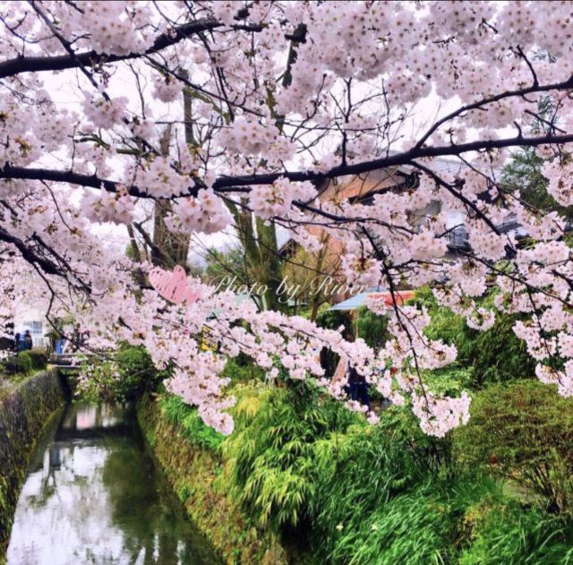 哲學之道