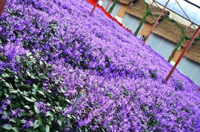 金馬倫高原薰衣草園