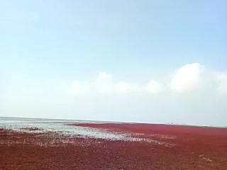红海滩  盘锦最有代表性的地方  亚洲第二
