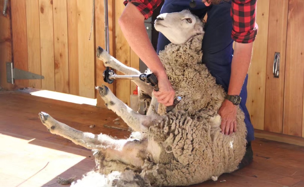 新西兰  |  在高地牧场剪羊毛，菇是专业的！
