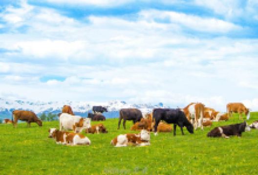 那仁牧场景点图片