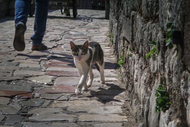 Kotor