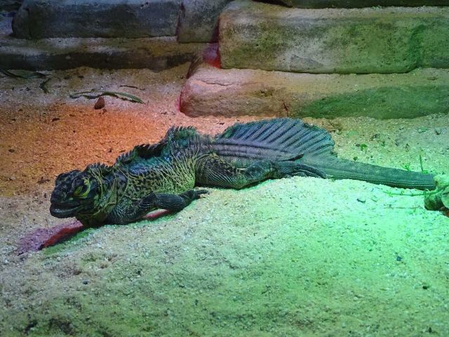 Melbourne Zoo