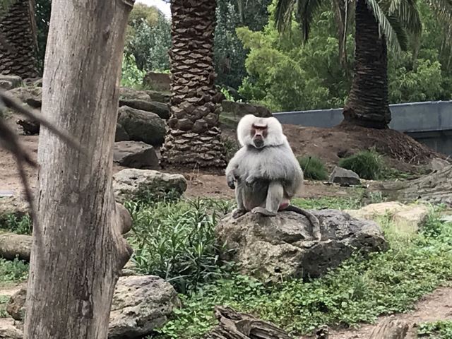 Melbourne Zoo