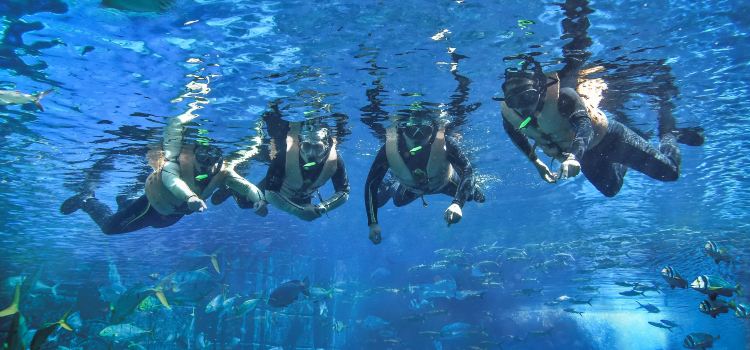 The Lost Chambers Aquarium Sanya Travel Guidebook Must Visit