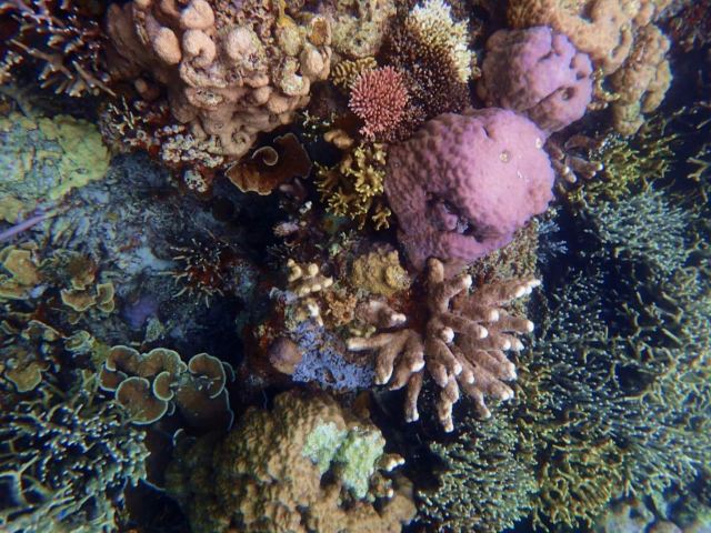 Malwawey Coral Garden