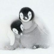 小河鱼的兔司机