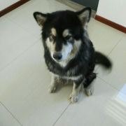 蒲公英说自己是小可