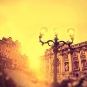 大树底下乘凉的狗