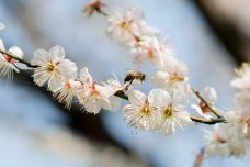 东湖梅园-武汉-YoYo_2Q1I9S1W