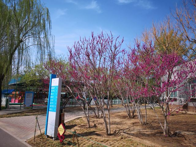 四得公园旅行图片 6