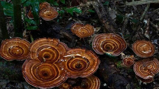 Daintree Rainforest