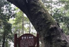中国第一楠木林景点图片