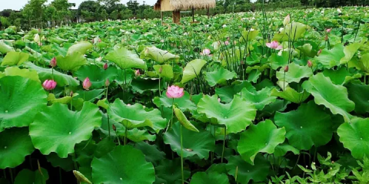 馬鳴老街百畝荷花塘