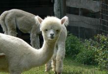 Stonewall Fields Alpaca farm景点图片