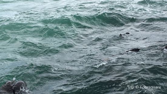 Seal Island