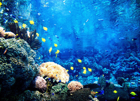 烟台蓬莱海底世界邀你与海洋生灵共舞！
