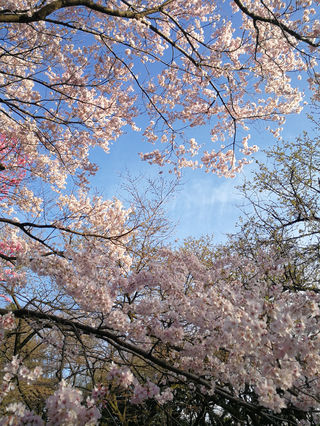 2019樱花季再游东京、京都90(拖延三年后完成的游记)