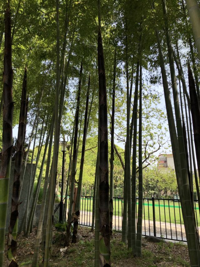 祥和公园旅行图片 1