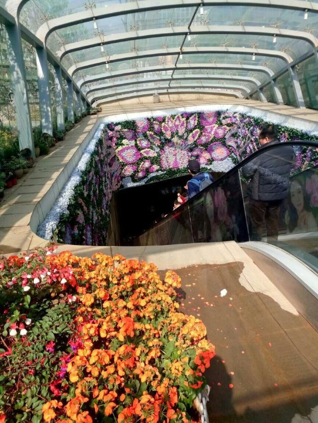 花之城