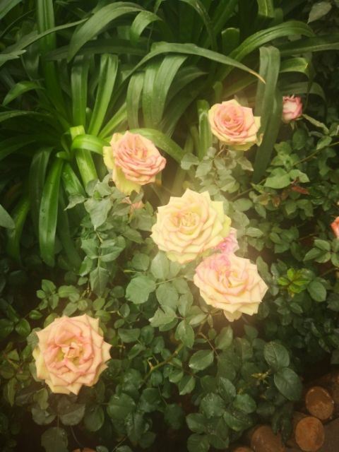 花之城