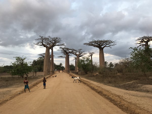塔那那利佛游记图文-马达加斯加 猴面包树下的日落 7日游