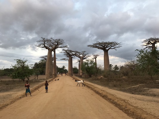 马达加斯加 猴面包树下的日落 7日游