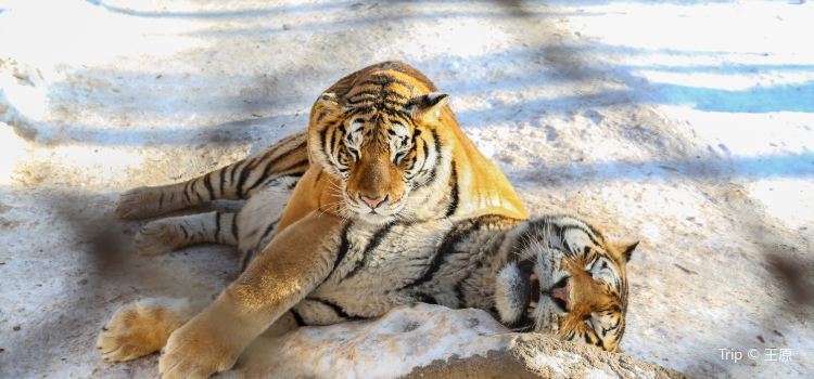 Hengdaohezi Siberian Tiger Park Travel Guidebook Must Visit