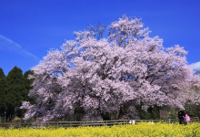 一心行的大樱花树景点图片
