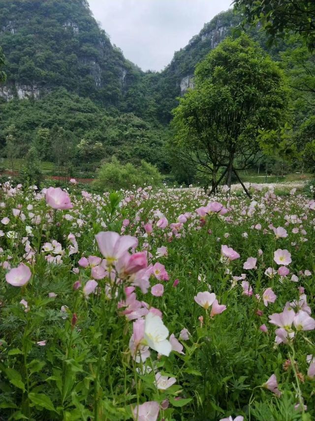 神泉谷景区旅行图片 8