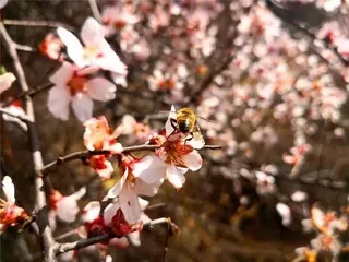 人间四月,桃花盛开!这个春天,可以来阿坝州撒欢了!