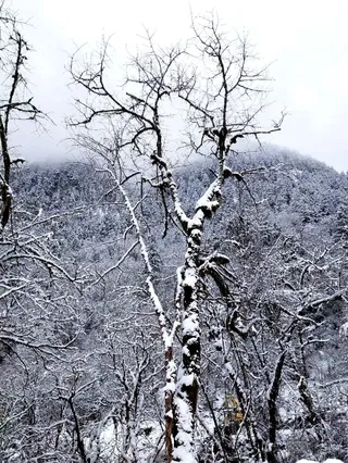 实拍美图!汶川这个地方下雪了,山林尽染、银装素裹!
