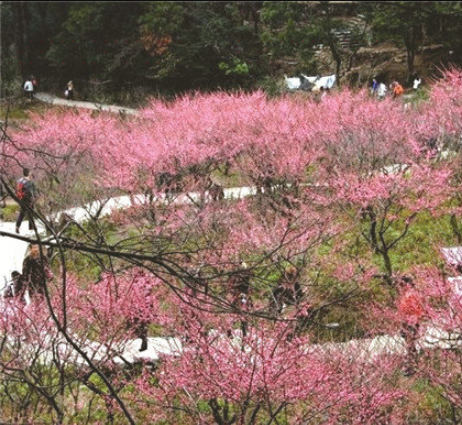 福建山樱花旅游苗本基地