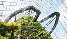 云雾林-新加坡-YoYo_5Y9V6F0R