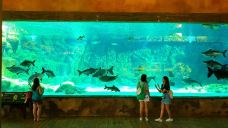 海豚园-新加坡-东张西望望东西