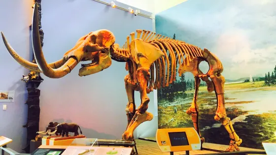 Museum of the Earth