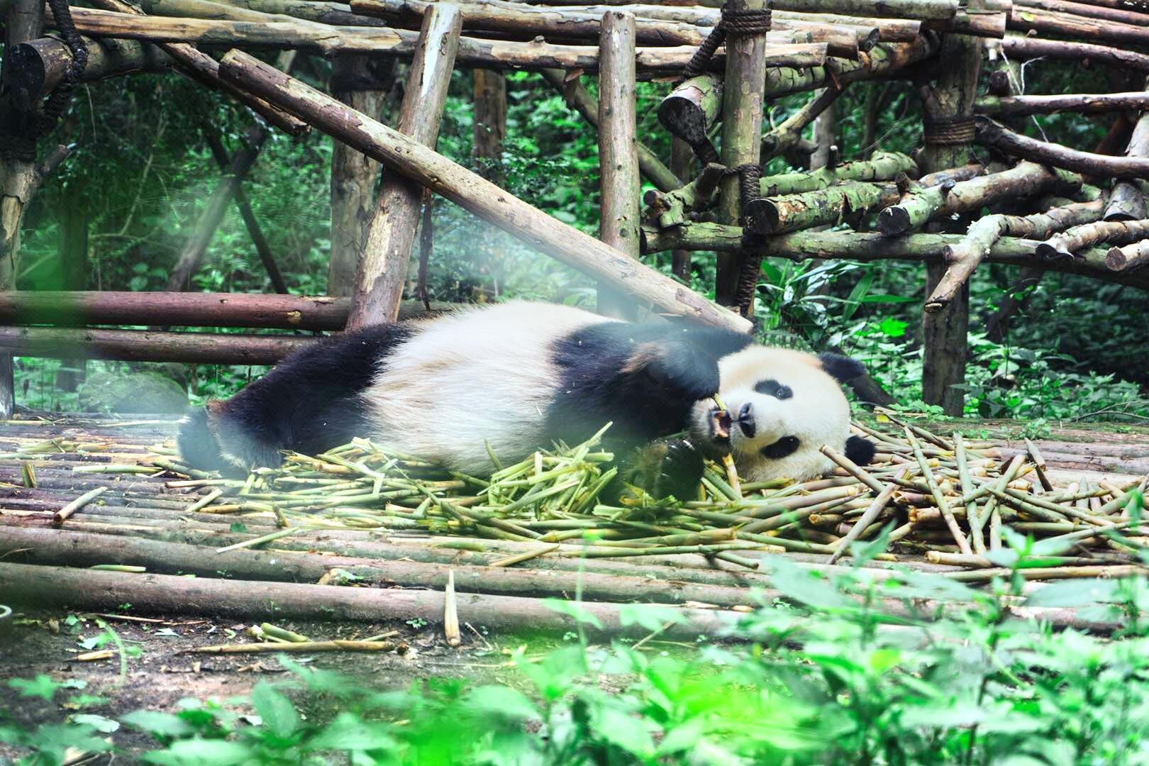 成都大熊猫生态园旅游博物馆