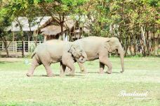 泰国大象保护中心-Wiang Tan-M37****365