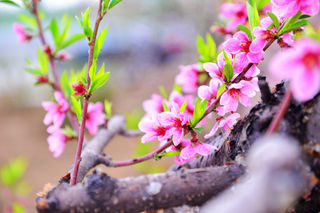 桃花源里桃花梦，故乡炊烟陶渊明，圆梦园在喧嚣中有这样一块净土，你信吗？