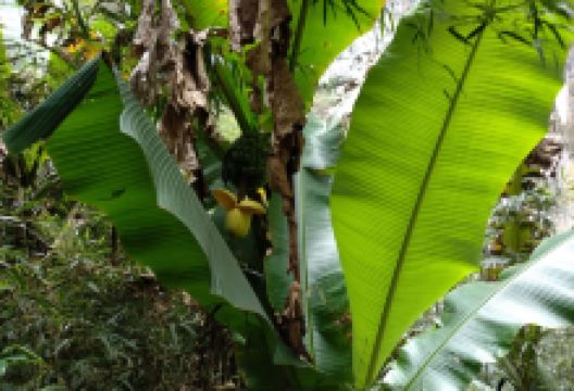 傅正刚糯米饭(金都花园店)美食图片