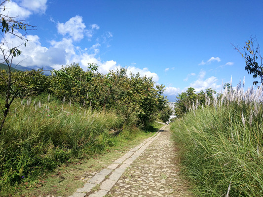 盘桓苍洱间的13天之19凤阳邑茶马古道