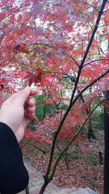 栖霞区游记图文-秋色&栖霞