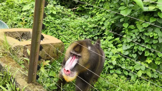 Mvog-Betsi 動物園