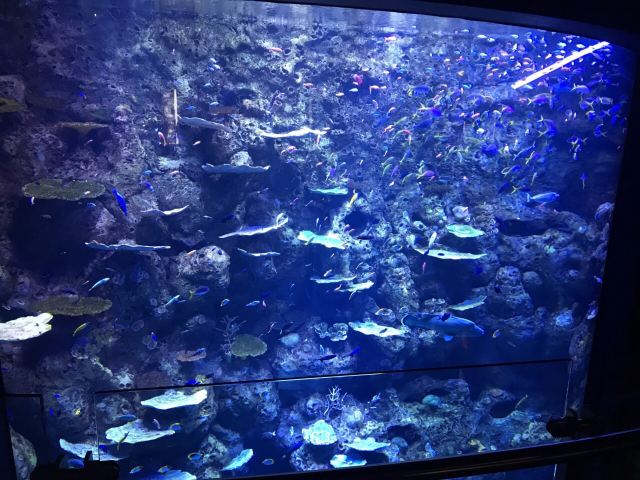 Cairns Aquarium