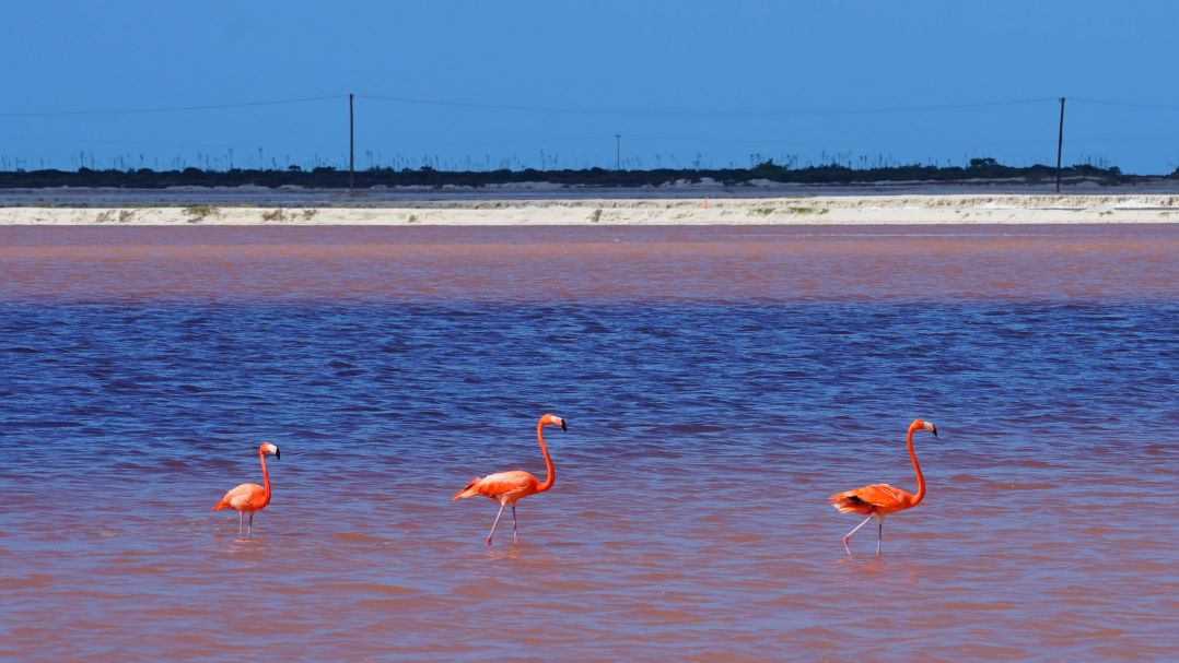#世界遗产# 粉红湖和火烈鸟，墨西哥色彩