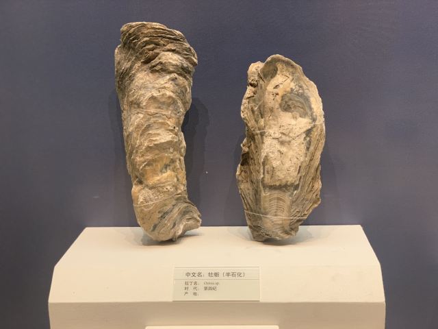 Tianjin Natural History Museum