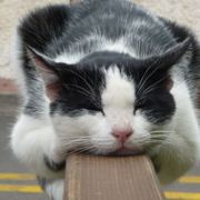 一颗静静等待的大树