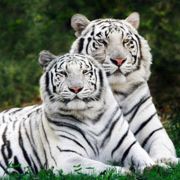 每天一句瑞典语