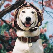 岁月神偷朱浪浪