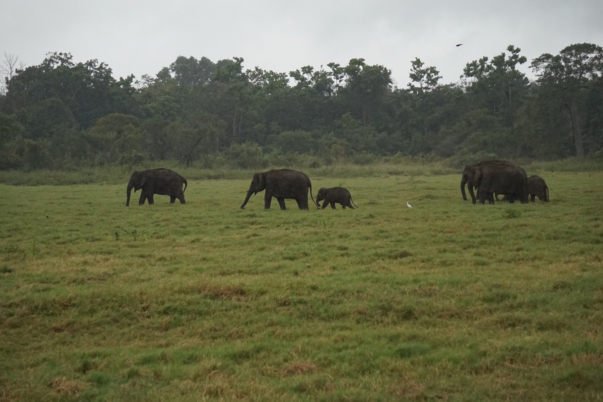 远观大象🐘群